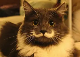 Hortense Goubin Photo